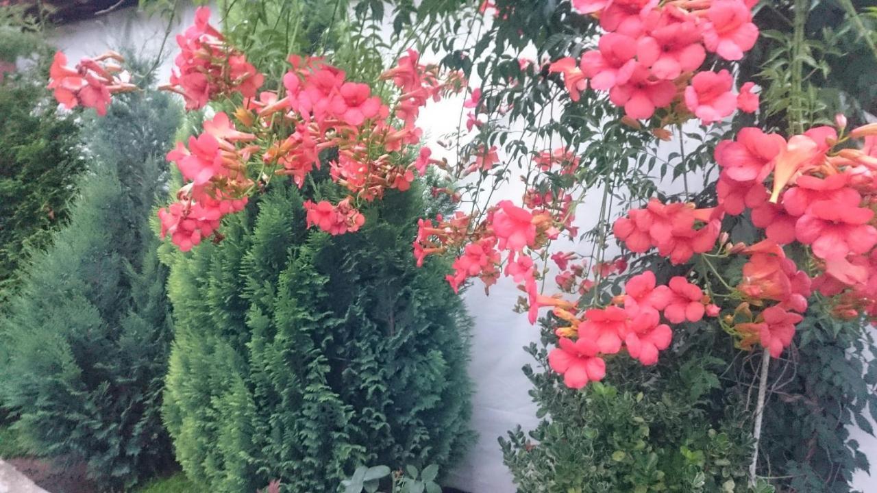 Guesthouse Dida Sapareva Banya Exterior photo